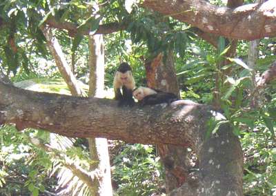 Monkeys outside our bungalow in Montezuma