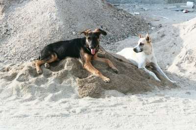 Our mascots cooling down on the sifted sand! (4/12/02)