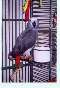 Our pride and joy!  Our African Grey parrot - Maximus