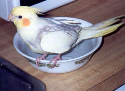 May 2002
Our Baby Sunshine taking a bath!!