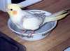 May 2002
Our Baby Sunshine taking a bath!!